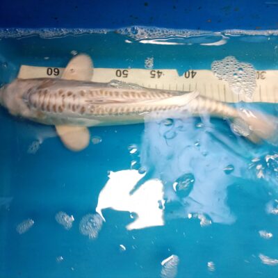 Mukashi Doitsu 00726