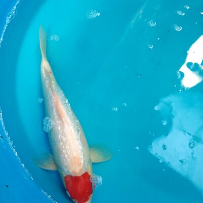 Tancho G/R 001326 VERKOCHT!