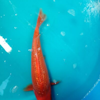 Aka Haijiro G/R 001426